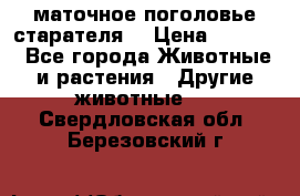 маточное поголовье старателя  › Цена ­ 2 300 - Все города Животные и растения » Другие животные   . Свердловская обл.,Березовский г.